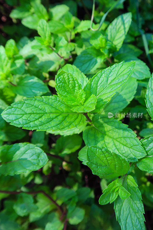 入侵苹果薄荷(Mentha suaveolens)的芽和叶生长在草本菜园/菜园，抬高的观点